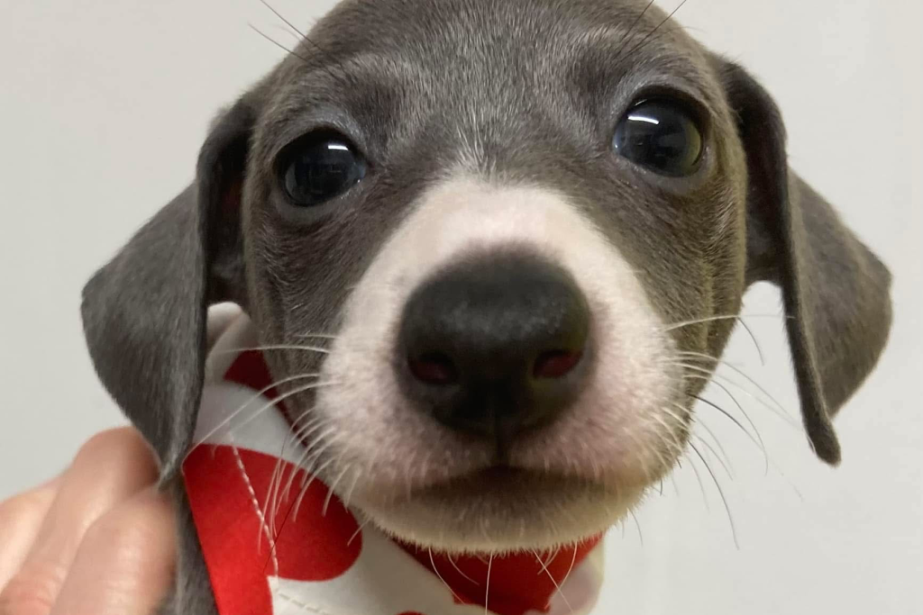 Italian Greyhound