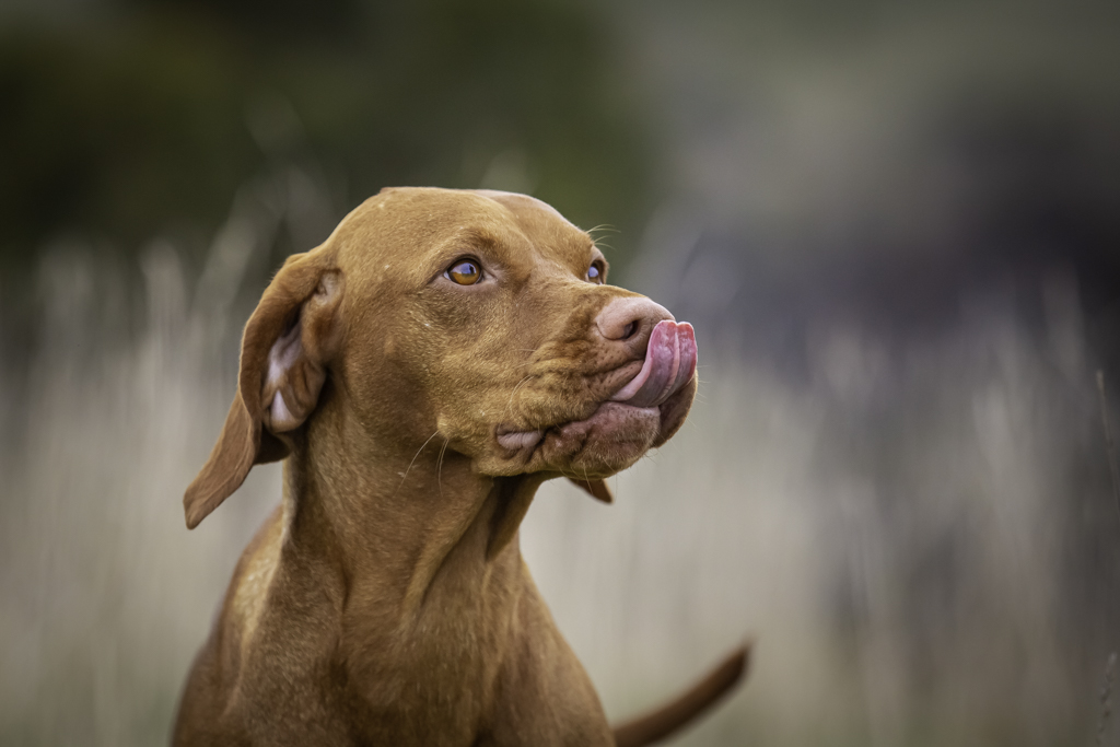 Shorthaired Vizsla